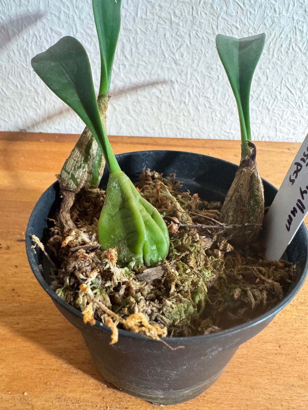 Piante & sementi: Bulbophyllum crassipes – Usato da Männedorf venduto da mrclst 1