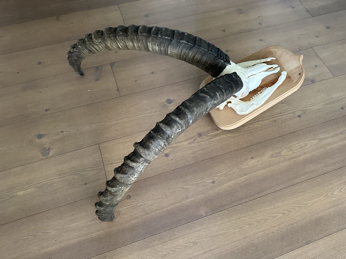 Altre raccolte & rarità: Kapitaler Steinbock  – Usato da Trimmis venduto da Murin62 2
