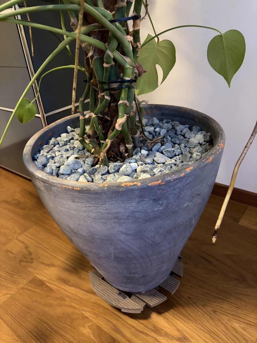Pflanzen & Samen: Monstera XXL – Gebraucht aus Binningen von thge76 1