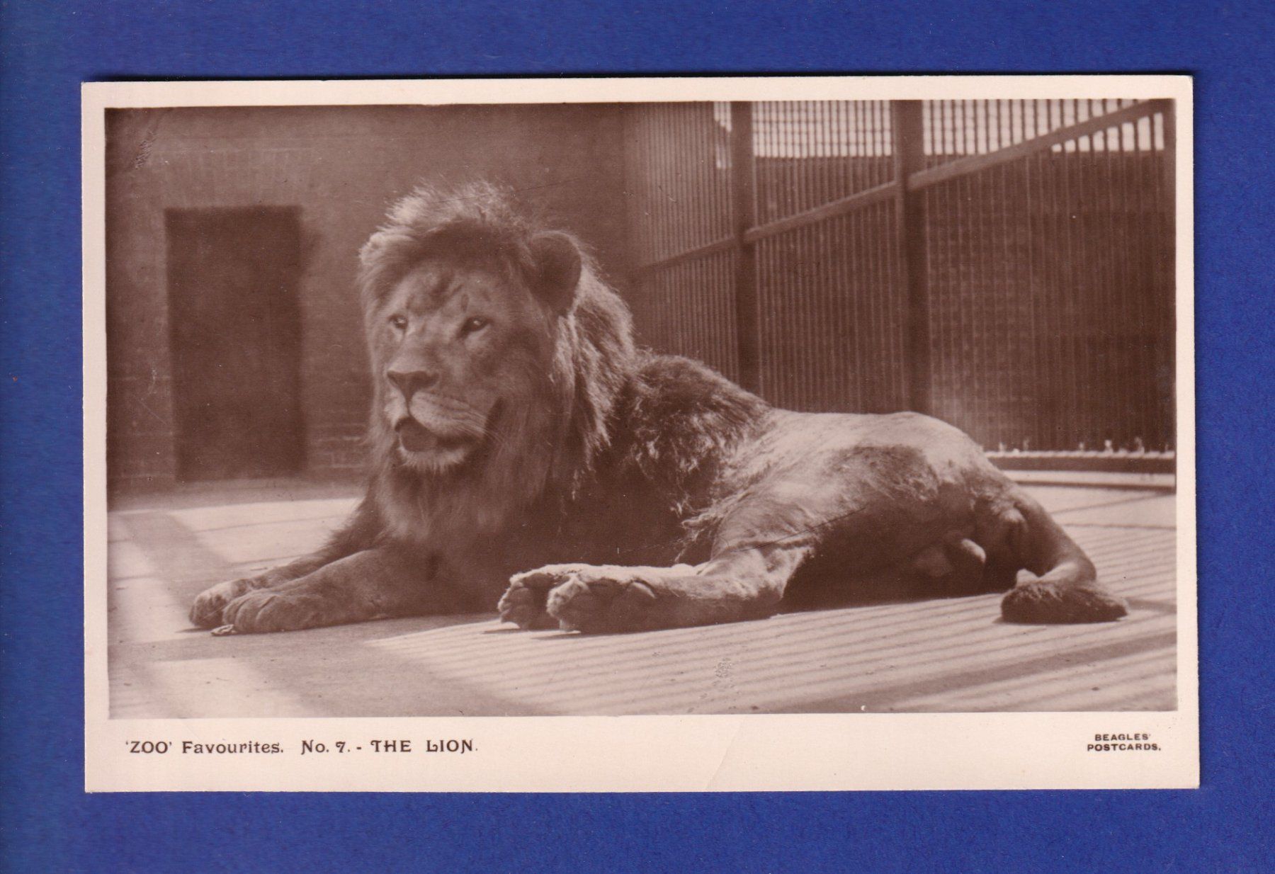 Cartoline postali: LION // pli // – Usato da Pully venduto da nicecards-shop