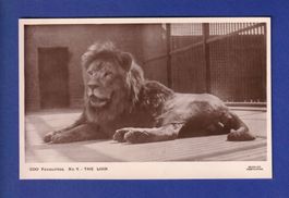LION // pli //