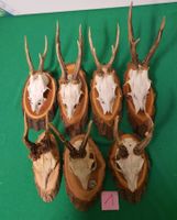 JAGD TROPHÄE 7 STÜCK SEHR SCHÖN Nr 1.