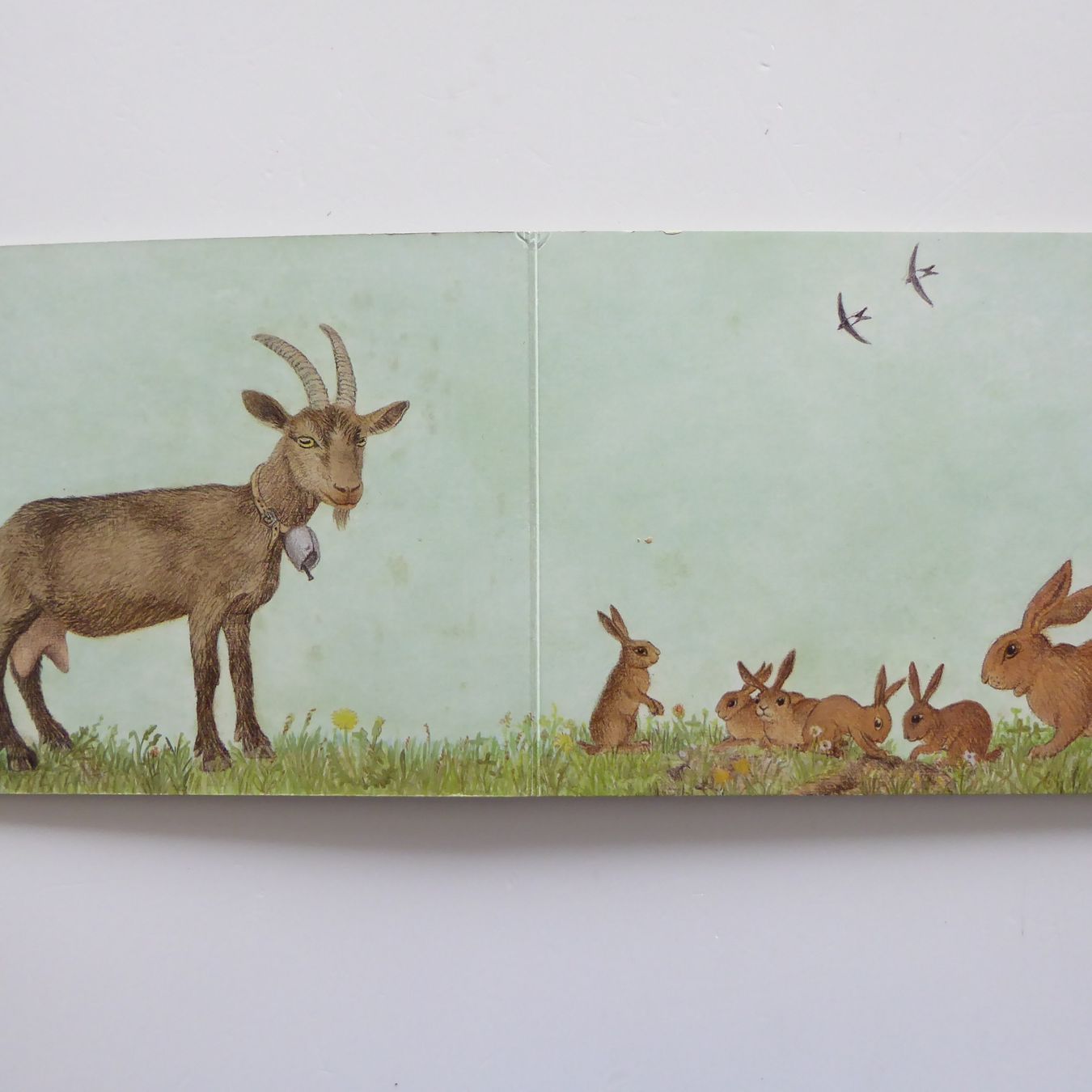 Libri: Kennst du uns? Eleonore Schmid Bilderbuch – Usato da Basel venduto da Kunterbunt12 2