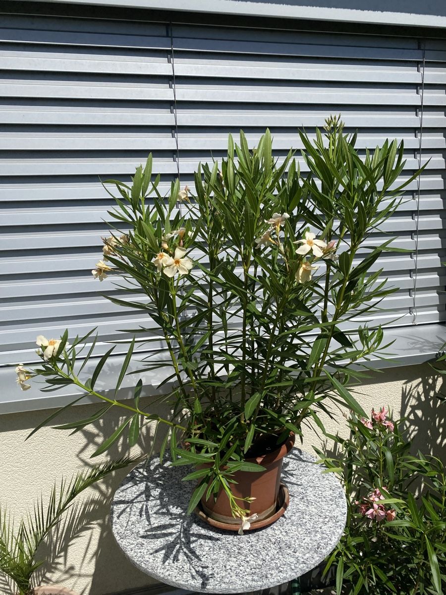 Pflanzen & Samen: Oleander gelb, 100 cm – Neu (gemäss Beschreibung) aus Alchenflüh von smart- 1
