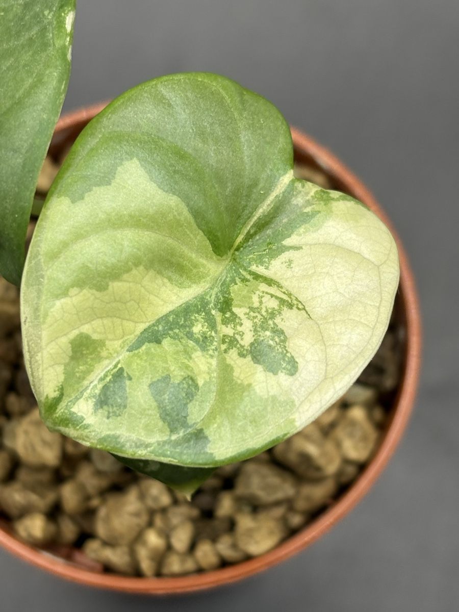 Piante & sementi: Alocasia Silver Dragon Variegata (3-2) – Nuovo e nell'imballaggio originale da Basel venduto da Pink_White