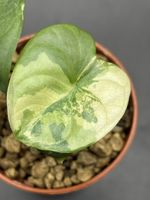 Alocasia Silver Dragon Variegata (3-2)