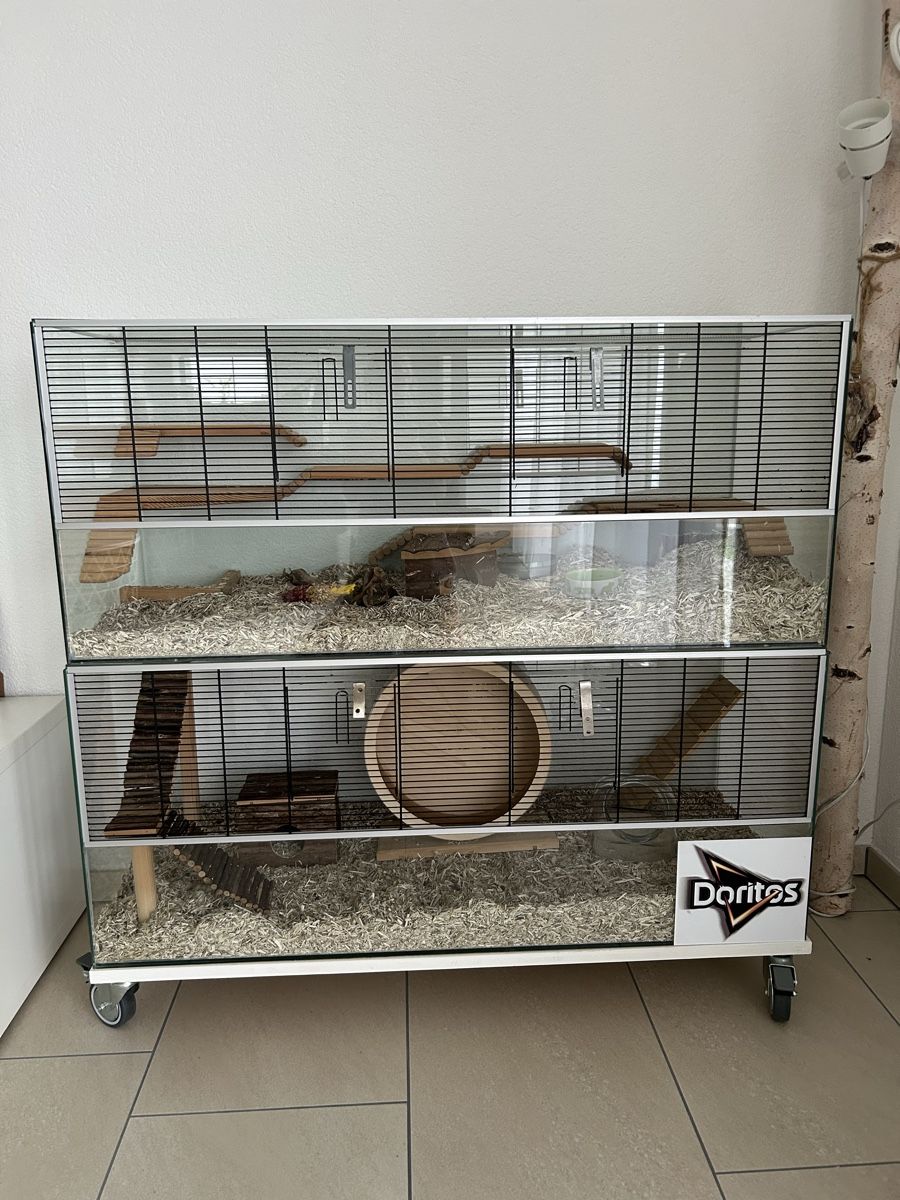 Terrariums: Terrarium 2 Stück – D'occasion à Gränichen par ZUMA81