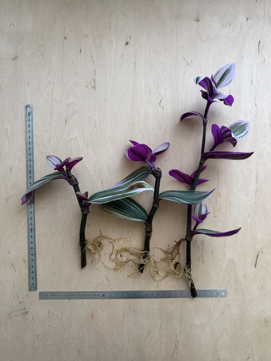 Pflanzen & Samen: 3x Wunderschöne Tradescantia Nanouk Ableger – Gebraucht aus Zürich von sha_m5hl