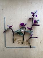 3x Wunderschöne Tradescantia Nanouk Ableger