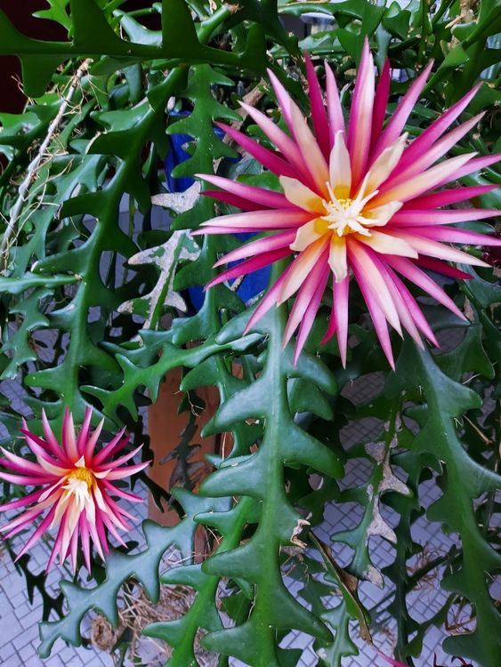 Selenicereus anthonyanus / Sgeblatt Kaktus (Neu (gemss Beschreibung)) in  Thalheim fr CHF 9  mit Lieferung auf Ricardo kaufen
