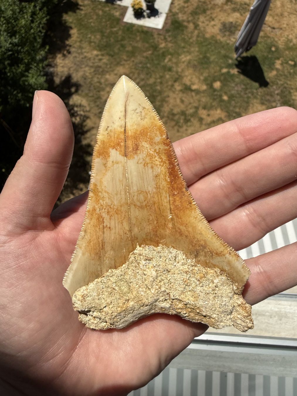 Fossilien: Megalodon Zahn Indonesien – Gebraucht aus schüpfen von rica122 3