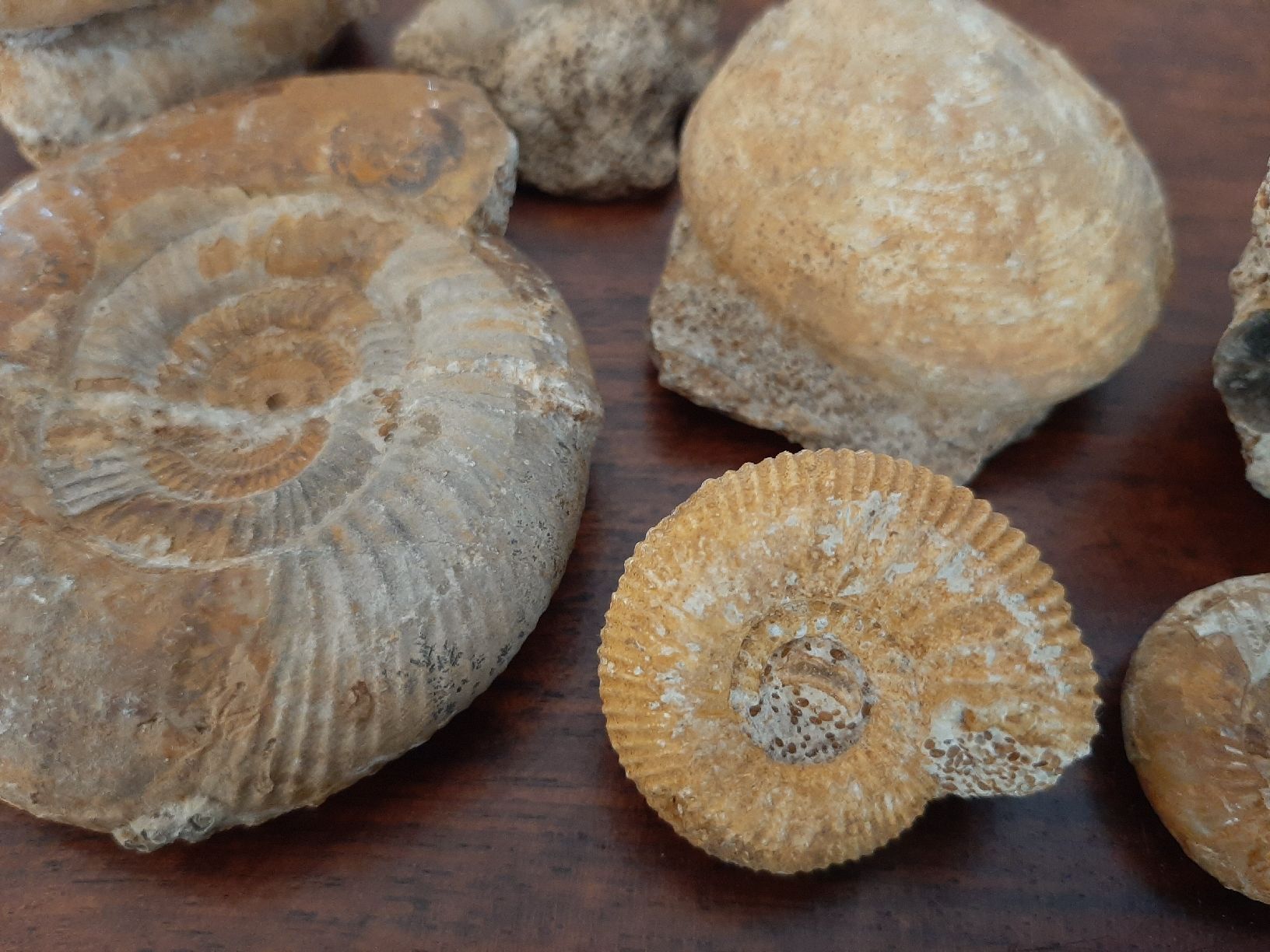 Fossilien: Verschiedene Fossilien Frankreich – Gebraucht aus Rickenbach BL von Oktober68 5