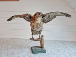 Präparat Mäusebussard mit aufgespannten Flügeln auf Holzast