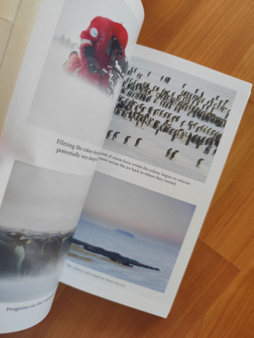 Libri: My Penguin Year Lindsay McCrae  – Usato da Mägenwil venduto da VintageGirly 3