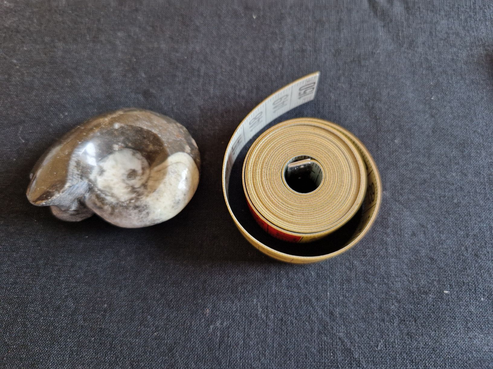 Fossilien: Fossil Ammonite poliert – Gebraucht aus Fislisbach von mka_km8f 3