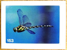 Migros Nature Detectives - Bild Nr. 153