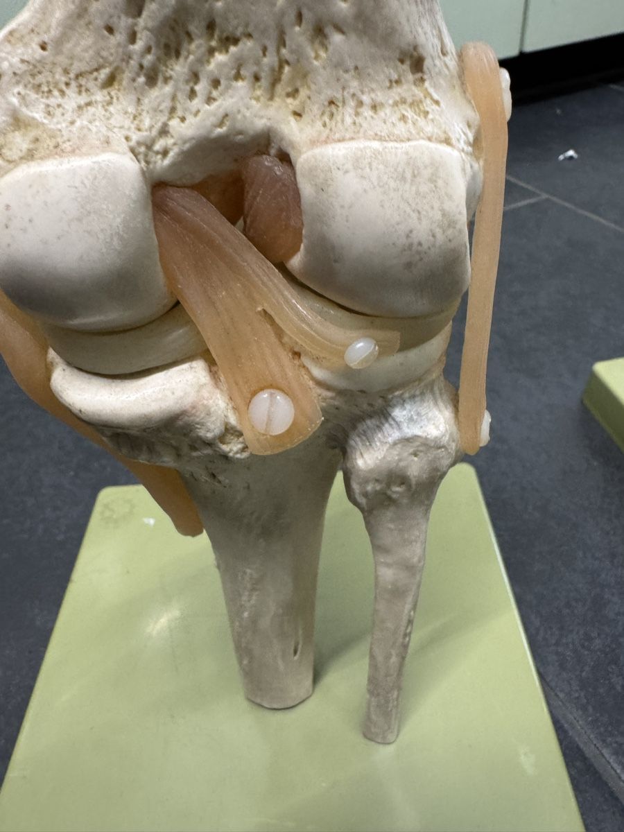 Attrezzature mediche: Funktionsmodell Knie | Schulter  – Usato da Orpund venduto da Rhodes0 5
