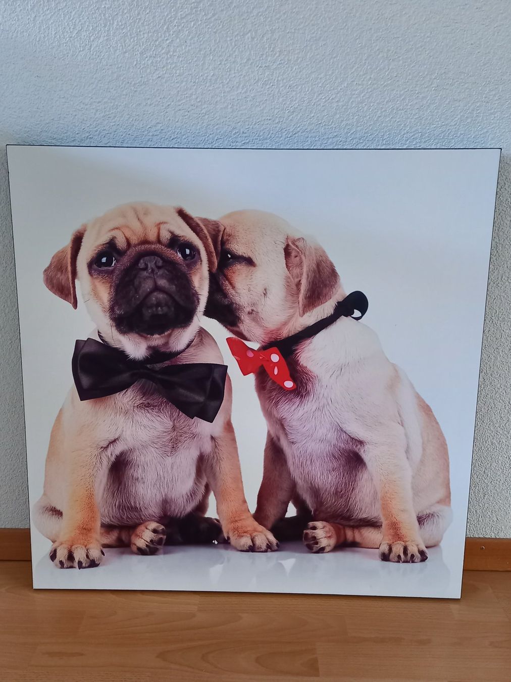 Foto & Immagini: Süsses Leinwandbild mit Mops-Welpen, ca. 76 x 76 cm – Usato da Obernau venduto da Corolli