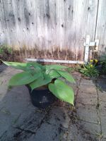 Hosta