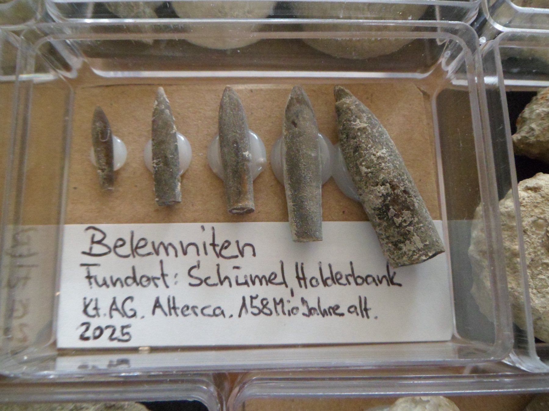 Fossiles: Fossilien Sammlung in 8 Böxli Schweiz – D'occasion à Affoltern am Albis par Fossil60 5