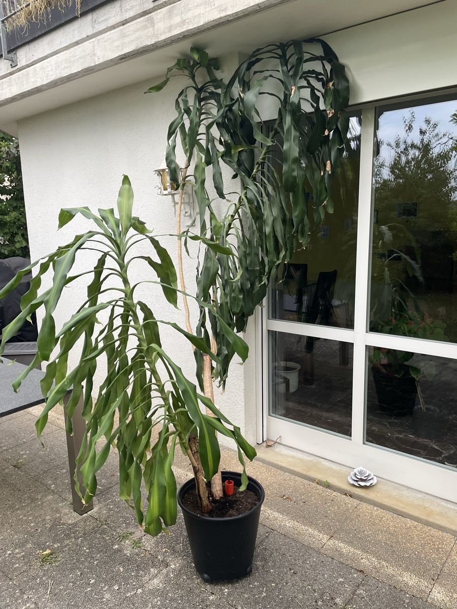 Piante & sementi: 18-jährige Palme (evtl. Drachenbaum) – Usato da Biel/Bienne venduto da Tribo85 1