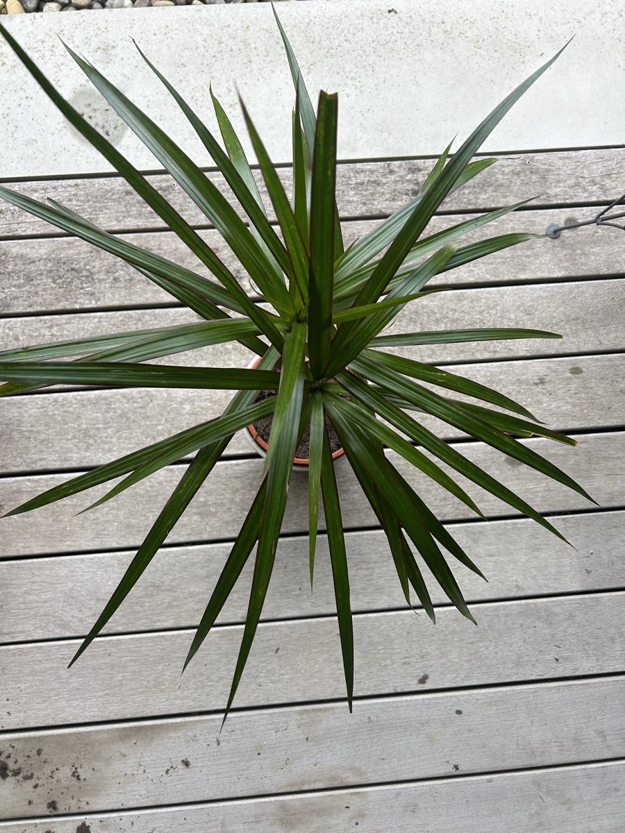Piante & sementi: Dracaena marginata 60 cm – Usato da Schöftland venduto da DesignbyNaja 1