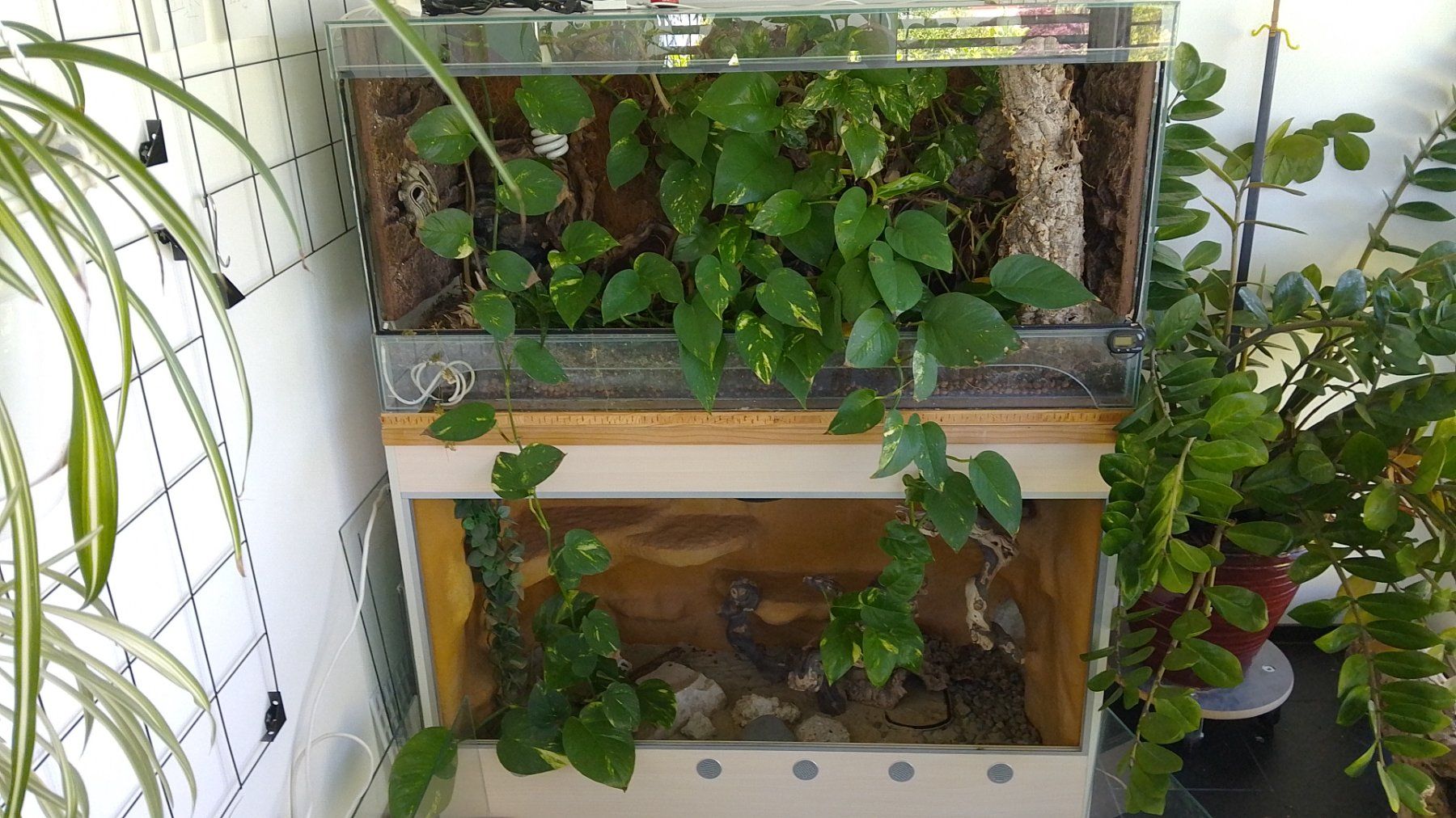 Terrariums: Terrarium 120 – D'occasion à Rüti ZH par Panana22 1