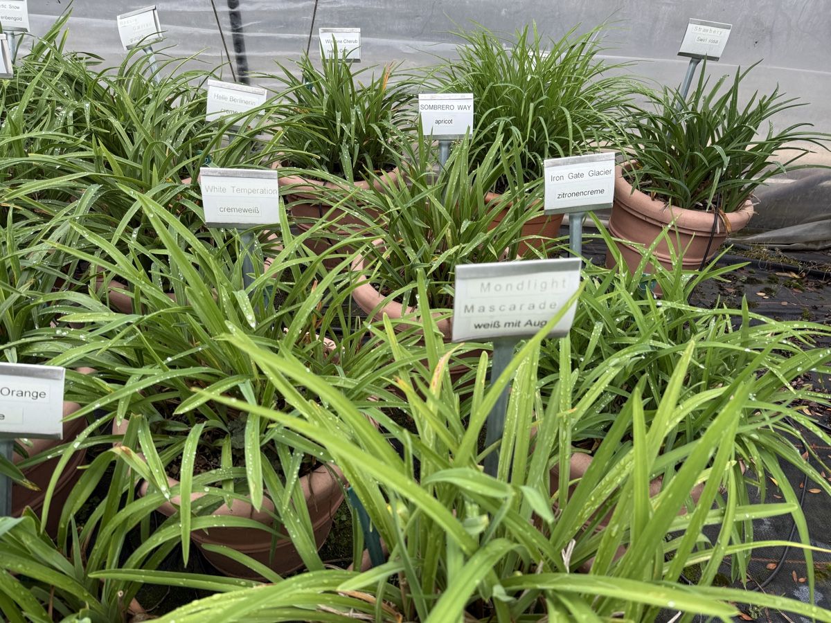 Piante & sementi: Taglilien/ Hemerocallis – Usato da Kefikon ZH venduto da Haligali81 4
