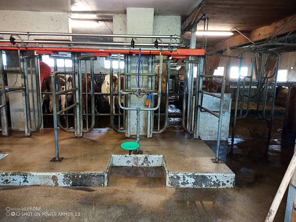 Tutte le macchine: Melkstand Melkanlage Milchtank  – Usato da Mosnang venduto da christian2291 3