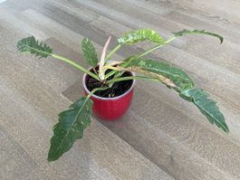 Philodendron ring of fire plant with pot
