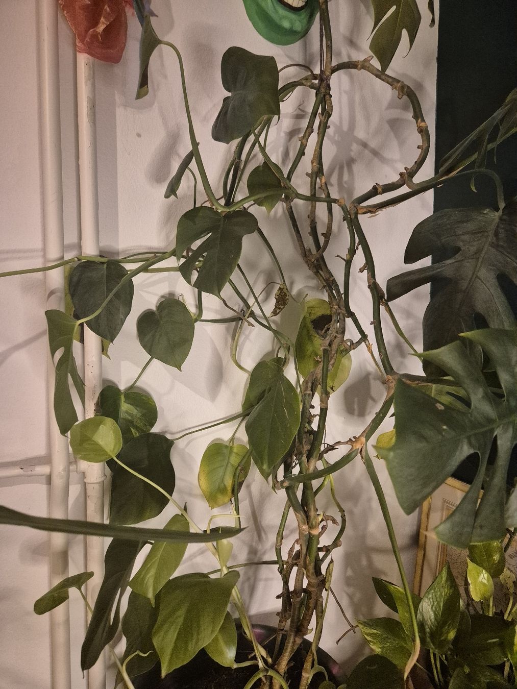 Piante & sementi: Schöne gesunde Monstera/Philodendron Pflanze – Usato da Zürich venduto da flo_7trs 3