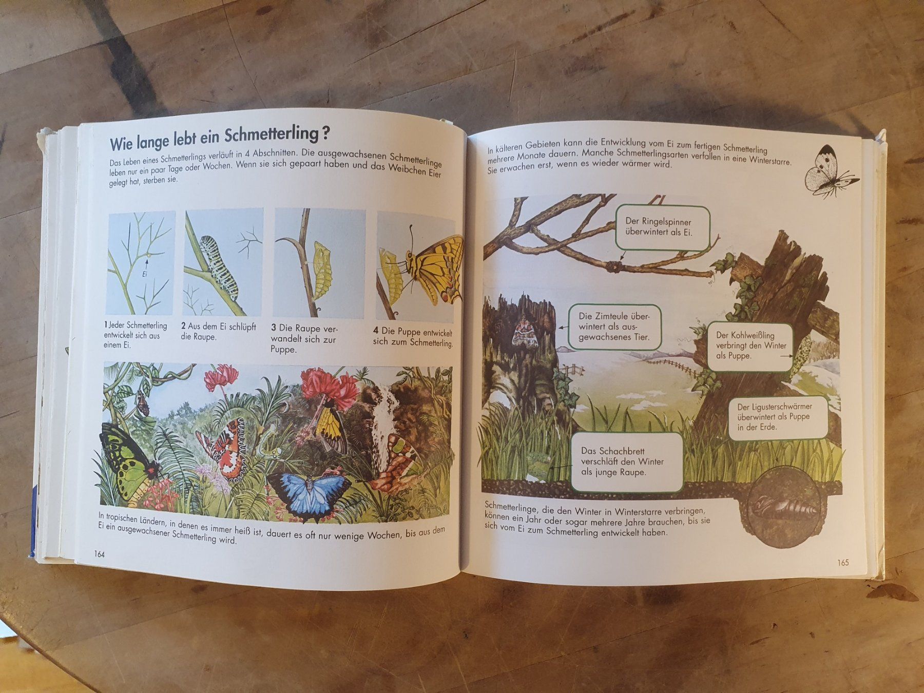 Libri: Alles was ich wissen will 2 Ravensburger – Usato da Zürich venduto da loosebone 7