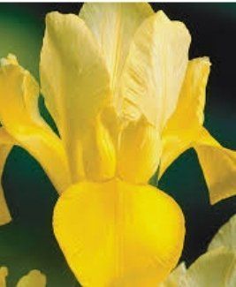 Piante & sementi: Seltener Irisblock "Eis und gelb" Rare bloc bulbe Iris – Nuovo e nell'imballaggio originale da Rovio venduto da POSITIFFARTandPLANTS 7