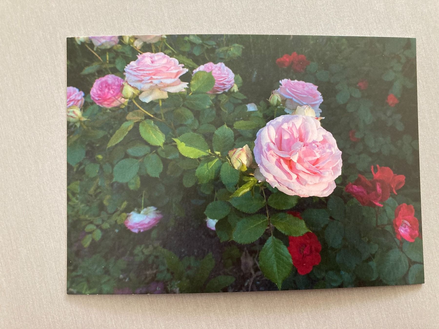 Ansichtskarten: Postkarten Blumen – Neu und originalverpackt aus Obfelden von miau68 3