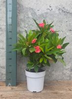 Euphorbia Milii 'Charlotte'