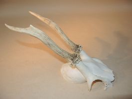 Rehbock Gehörn Trophäe Jagdtrophäe Deko Reh geweih Jagd (8)