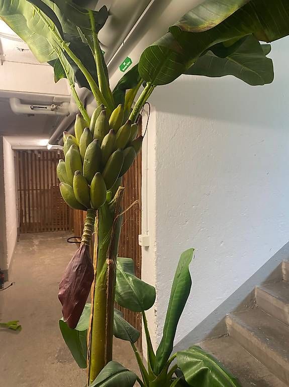 Tutte le decorazioni: Schöner künstlicher Bananenbaum – Usato da Zürich venduto da DiCantina 2