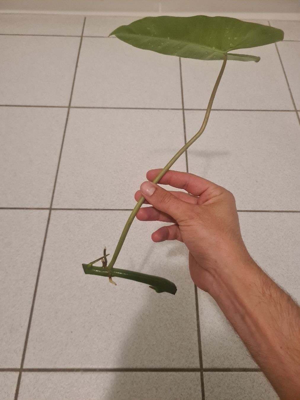 Pflanzen & Samen: philodendron burle marx – Gebraucht aus Endingen von ale_jjv2 1