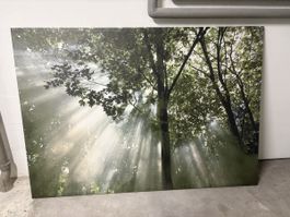 Wandbild mit beruhigendem Wald-Motiv