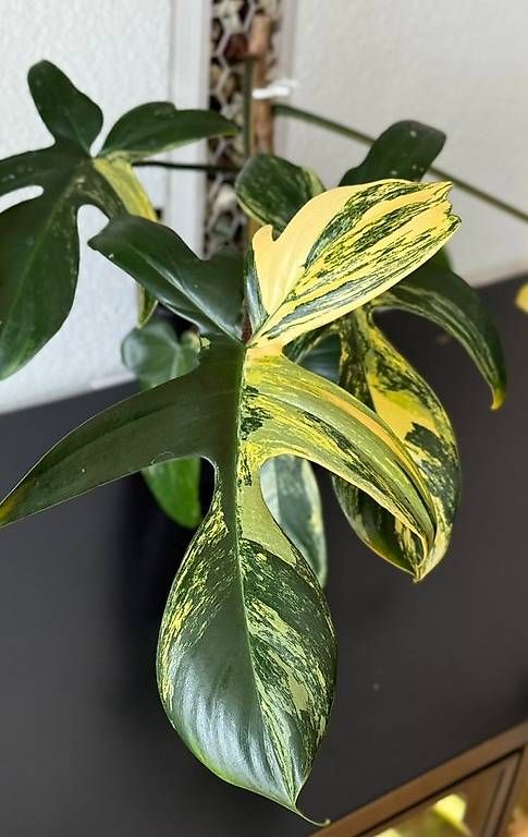 Piante & sementi: Philodendron Florida Beauty variegata, Mosspole – Usato da Aadorf venduto da Arkabraa 1