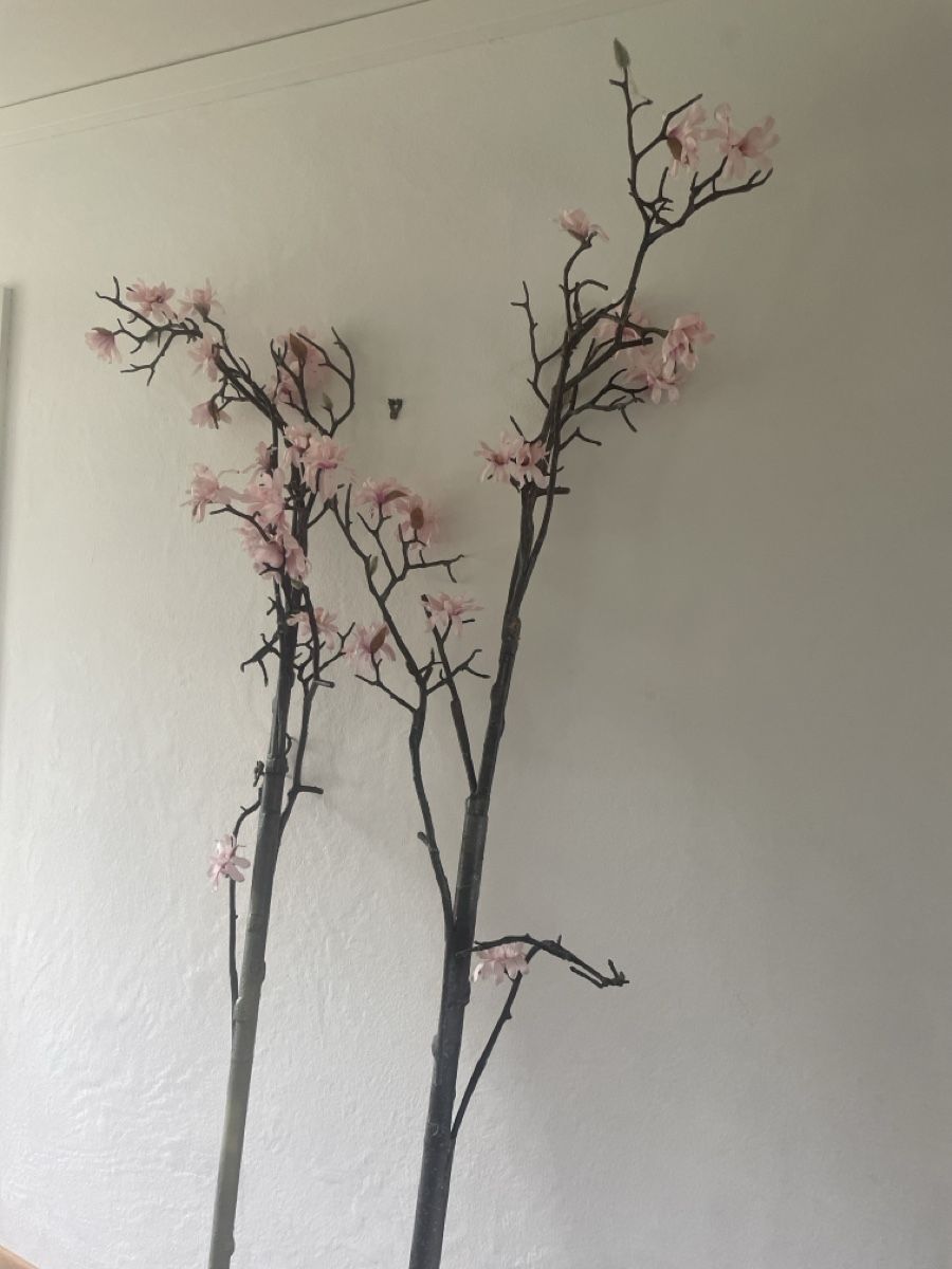 Piante & sementi: Kirschblüten Stamm 2x – Usato da Freidorf TG venduto da ibipatria