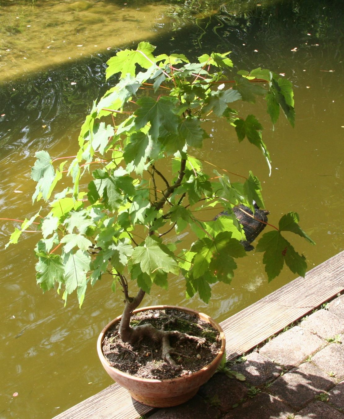 BONSAI - Bergahorn (Neu (gemss Beschreibung)) in Gretzenbach fr CHF 75   nur Abholung auf Ricardo kaufen