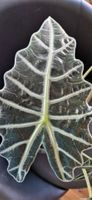 🤩Alocasia Polly Rhizom 