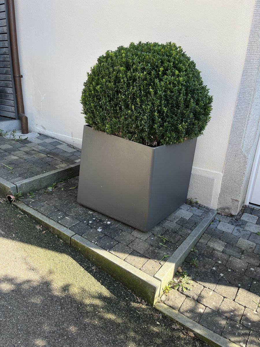 Piante & sementi: Eternit/ Topf/ Buchs /Bonsai – Usato da Bertschikon Gossau venduto da BAUSTOFFHANDELbucher