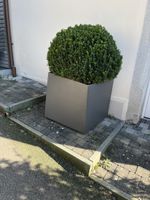 Eternit/ Topf/ Buchs /Bonsai