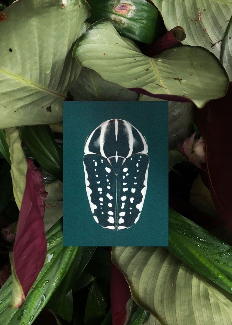 Cartoline: N° 9 Iridescence – Nuovo e nell'imballaggio originale da Zürich venduto da BienvenueStudios 1