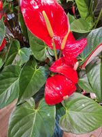 XL Zimmerpflanze" Anthurium " Farbe Rot, 70 - 80 cm