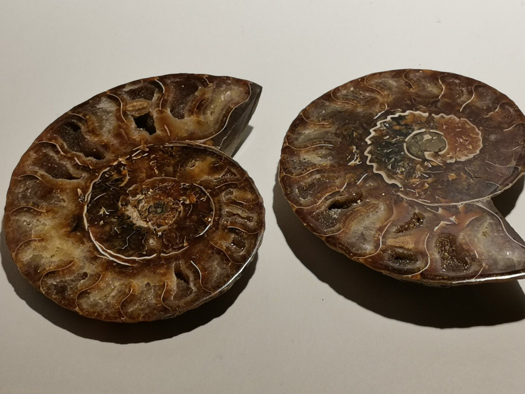Fossilien: Ammonit Paar Poliert 202-03 – Gebraucht aus Suhr von Brocki-Suhr 4