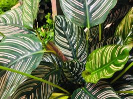 XL “CALATHEA” 70 cm Dekorative Zierpflanze