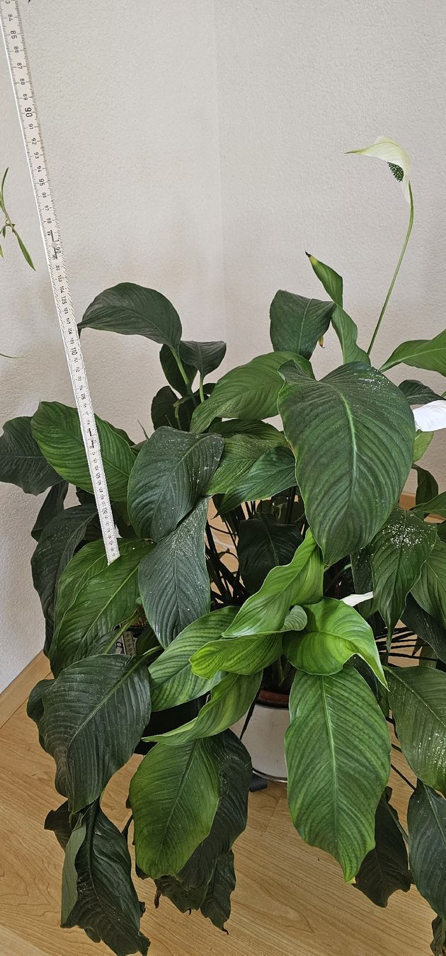 Piante & sementi: Spathiphyllum Grosse Pflanze  – Usato da Jona venduto da Smurnaya 3